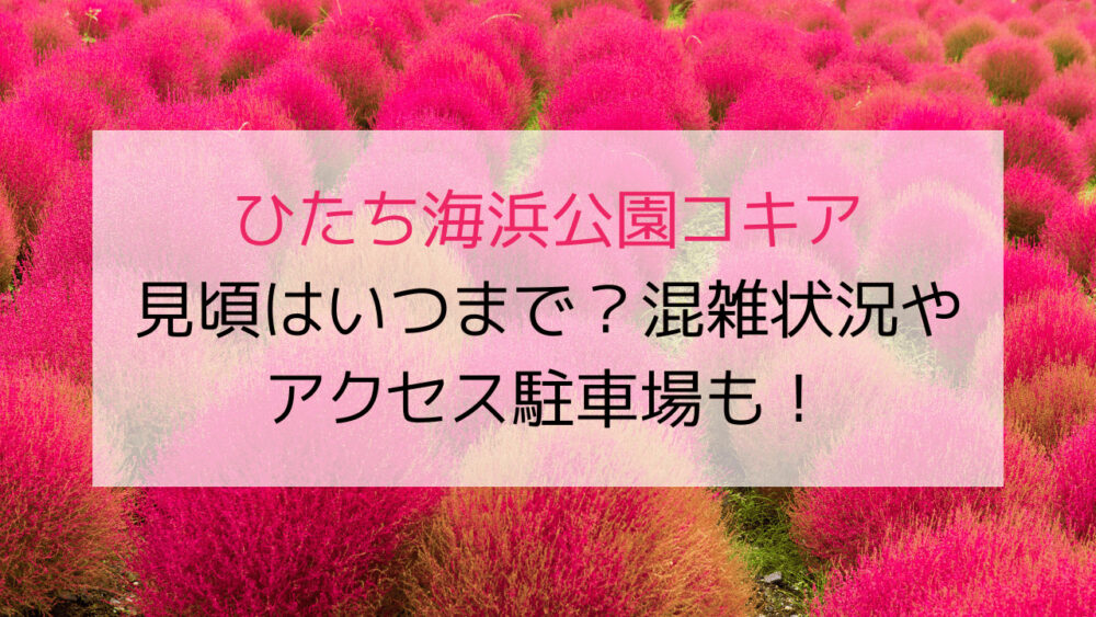 ひたち海浜公園コキア2023見頃はいつまで？混雑状況やアクセス駐車場も！