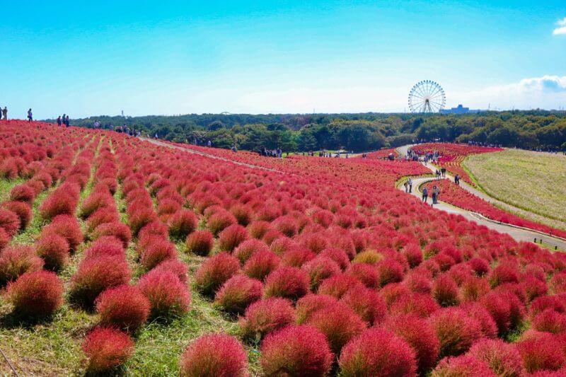 ひたち海浜公園コキア