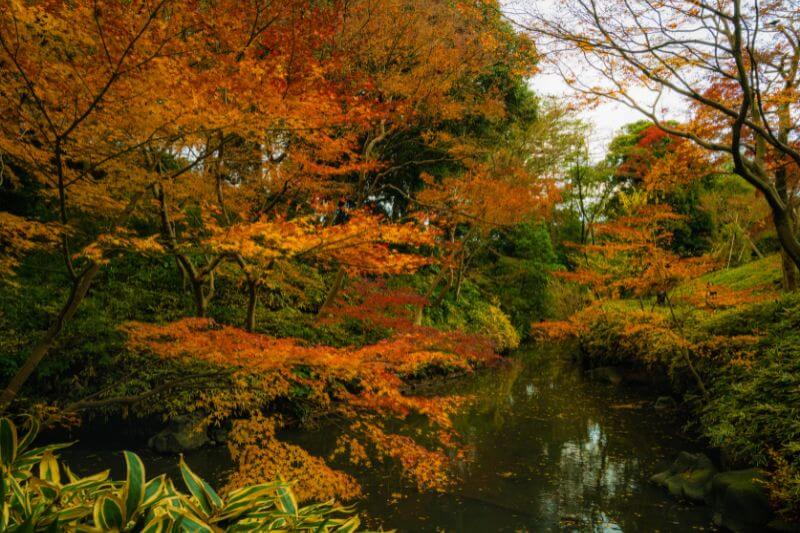 六義園の紅葉