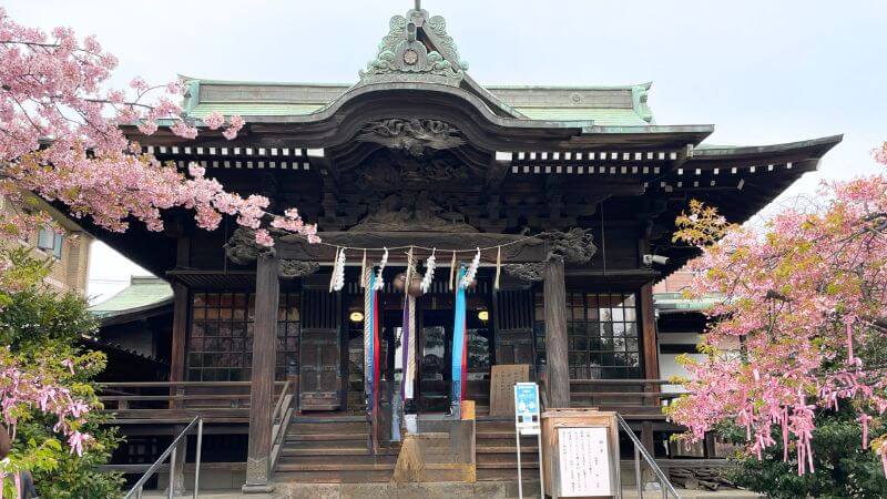 桜神宮の本殿と桜