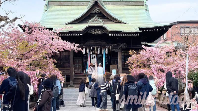 桜神宮の混雑状況