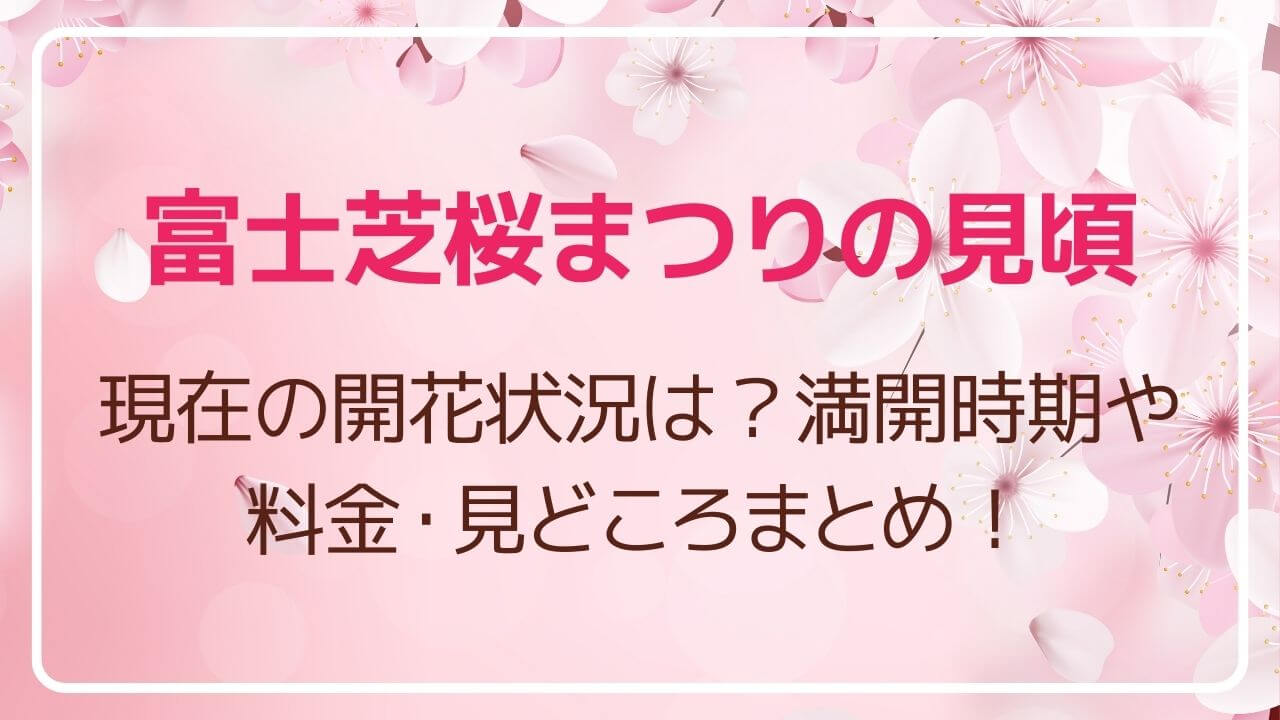 富士芝桜まつり2024見頃や現在の開花状況は？満開時期はいつ？