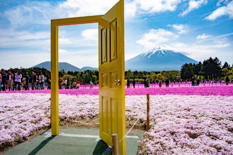 富士芝桜まつり幸せの黄色い扉