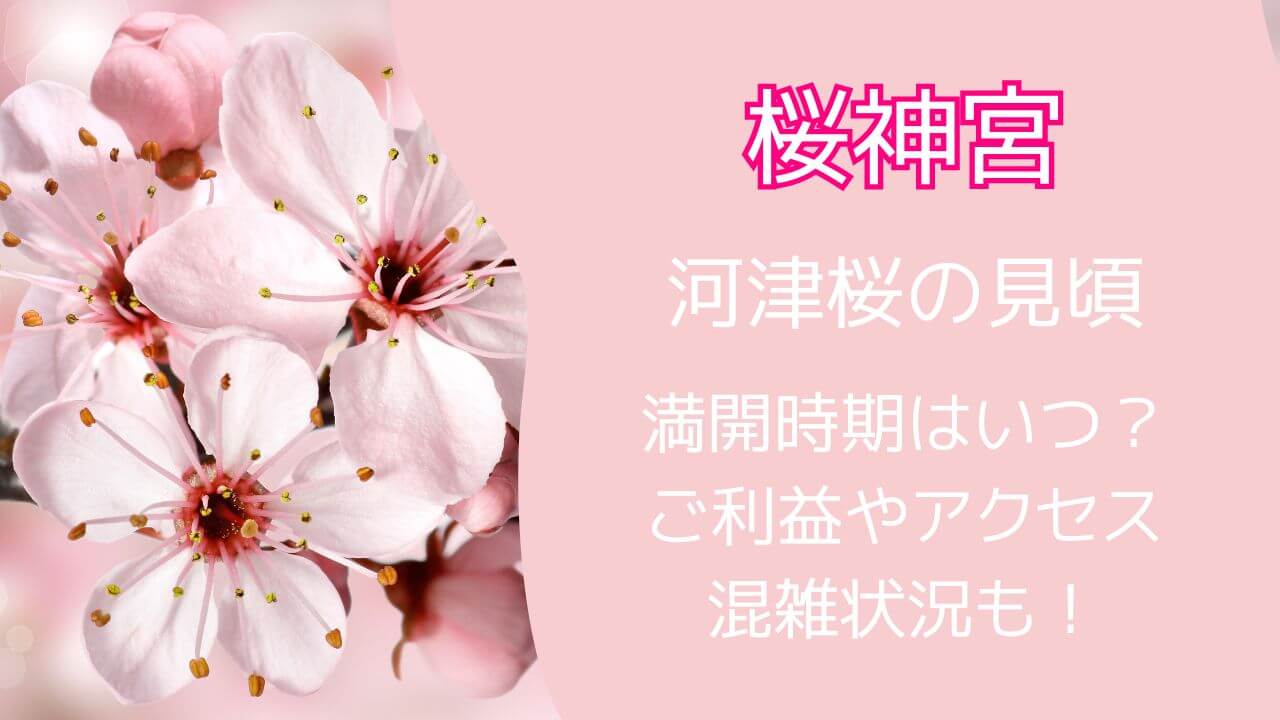 桜神宮の河津桜見頃2024満開時期はいつ？ご利益やアクセス・混雑状況も！