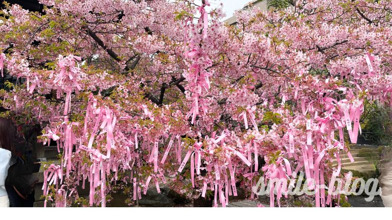 桜神宮の縁結びリボン